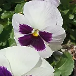Ferienhaus Giaglakis *