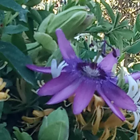 Giaglakis * Platis Gialos (Sifnos)