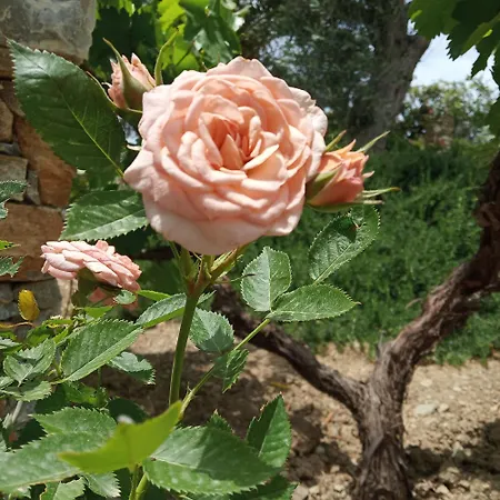 Giaglakis Platis Gialos (Sifnos)