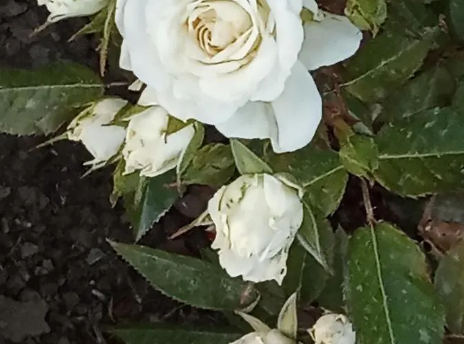 Holiday home Giaglakis Platis Gialos (Sifnos)