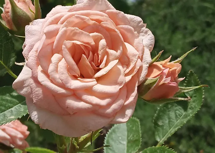 Giaglakis Holiday home *