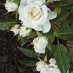 度假居 Giaglakis Platis Gialos (Sifnos)