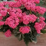 度假居 Giaglakis