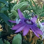 Giaglakis * Platis Gialos (Sifnos)
