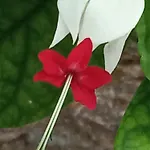 Giaglakis *
