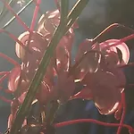 度假居 Giaglakis *