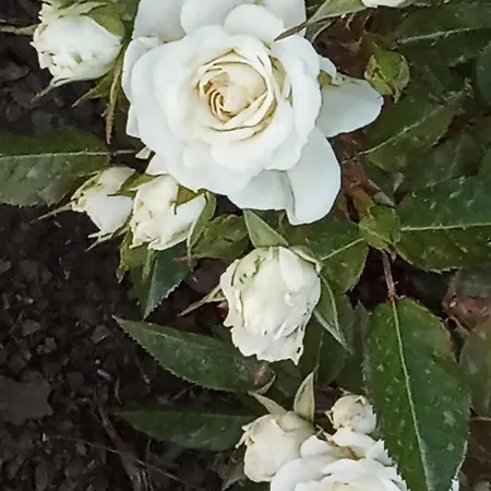 Сasa de vacaciones Giaglakis Platis Gialos (Sifnos)