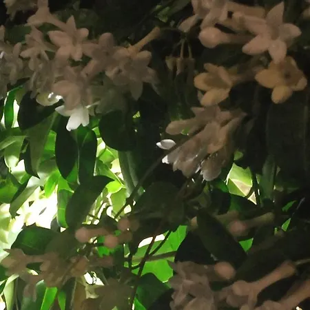 Сasa de vacaciones Giaglakis Platis Gialos (Sifnos)