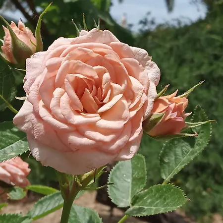 Giaglakis Сasa de vacaciones *