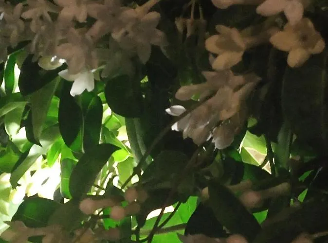 Σπίτι διακοπών Giaglakis Platis Gialos (Sifnos)