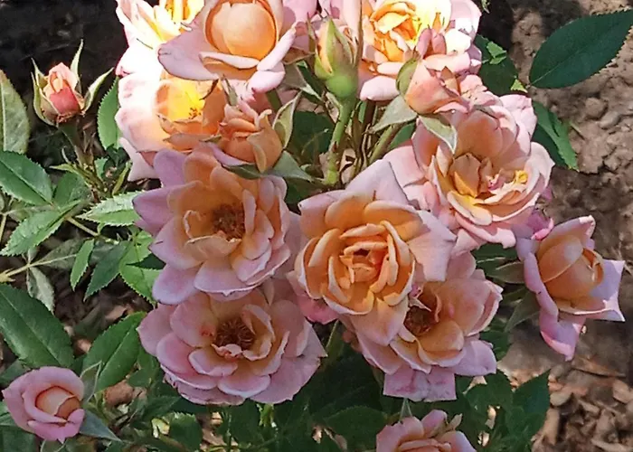 Giaglakis * Platis Gialos (Sifnos)