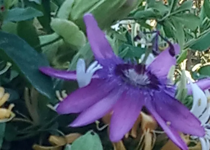 Giaglakis * Platis Gialos (Sifnos)