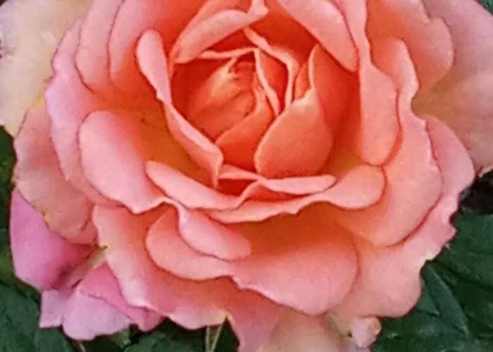 Giaglakis * Platis Gialos (Sifnos)