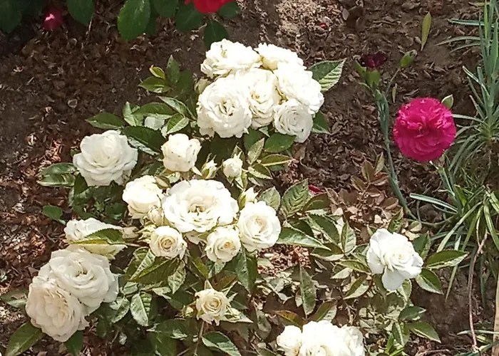 Giaglakis Σπίτι διακοπών