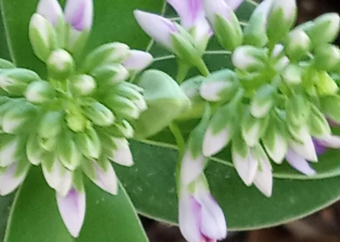 Σπίτι διακοπών Giaglakis *