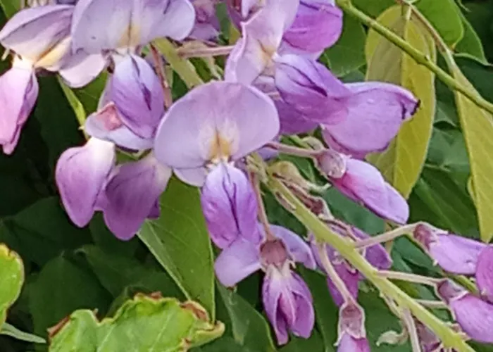 Giaglakis * Platis Gialos (Sifnos)