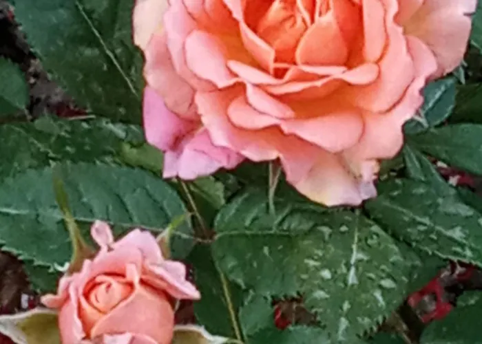 Σπίτι διακοπών Giaglakis Platis Gialos (Sifnos)