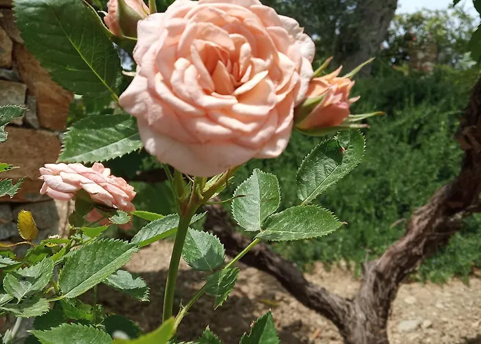Giaglakis Platis Gialos (Sifnos)