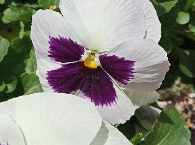 度假居 Giaglakis *